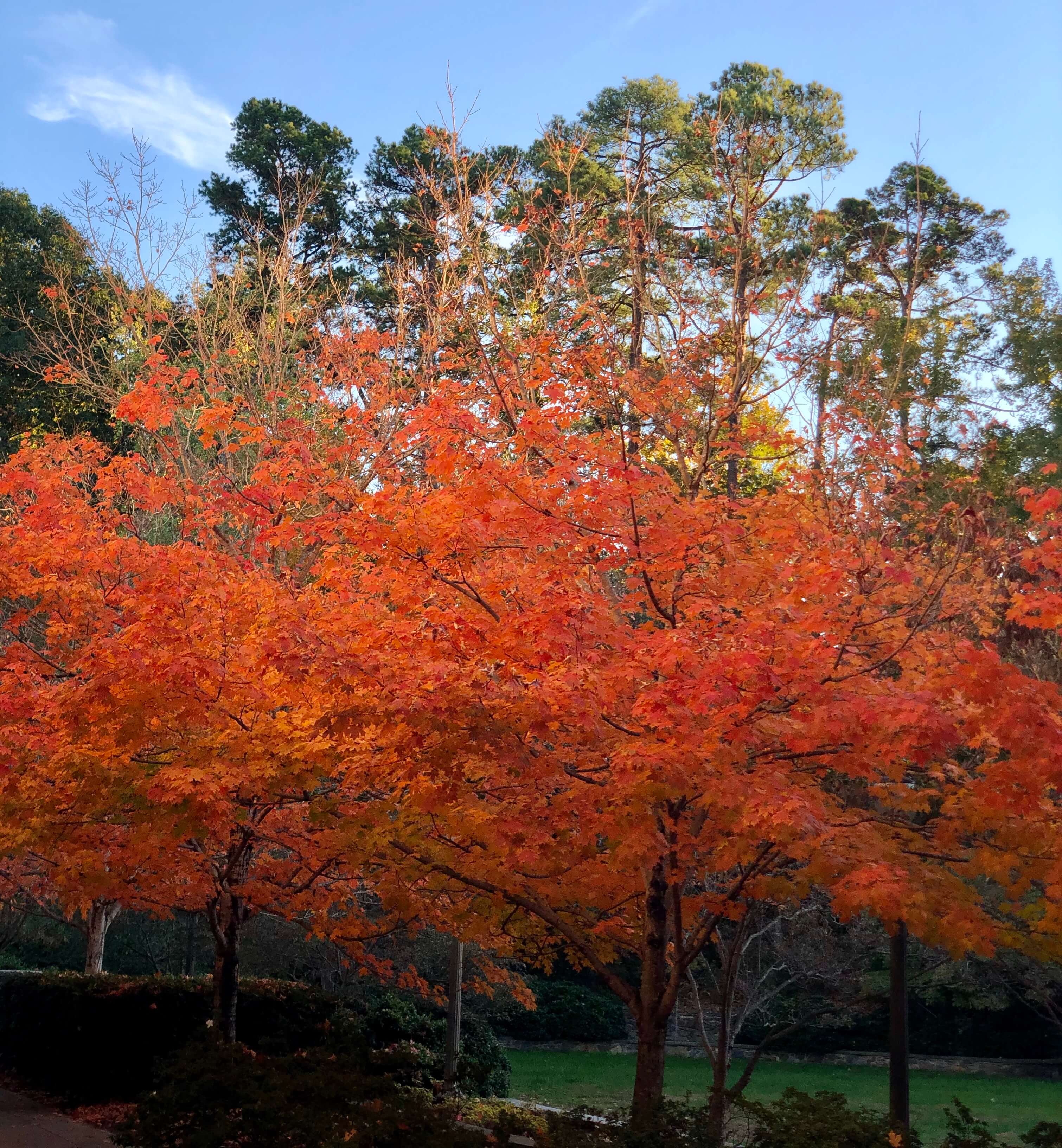 Fall Colors